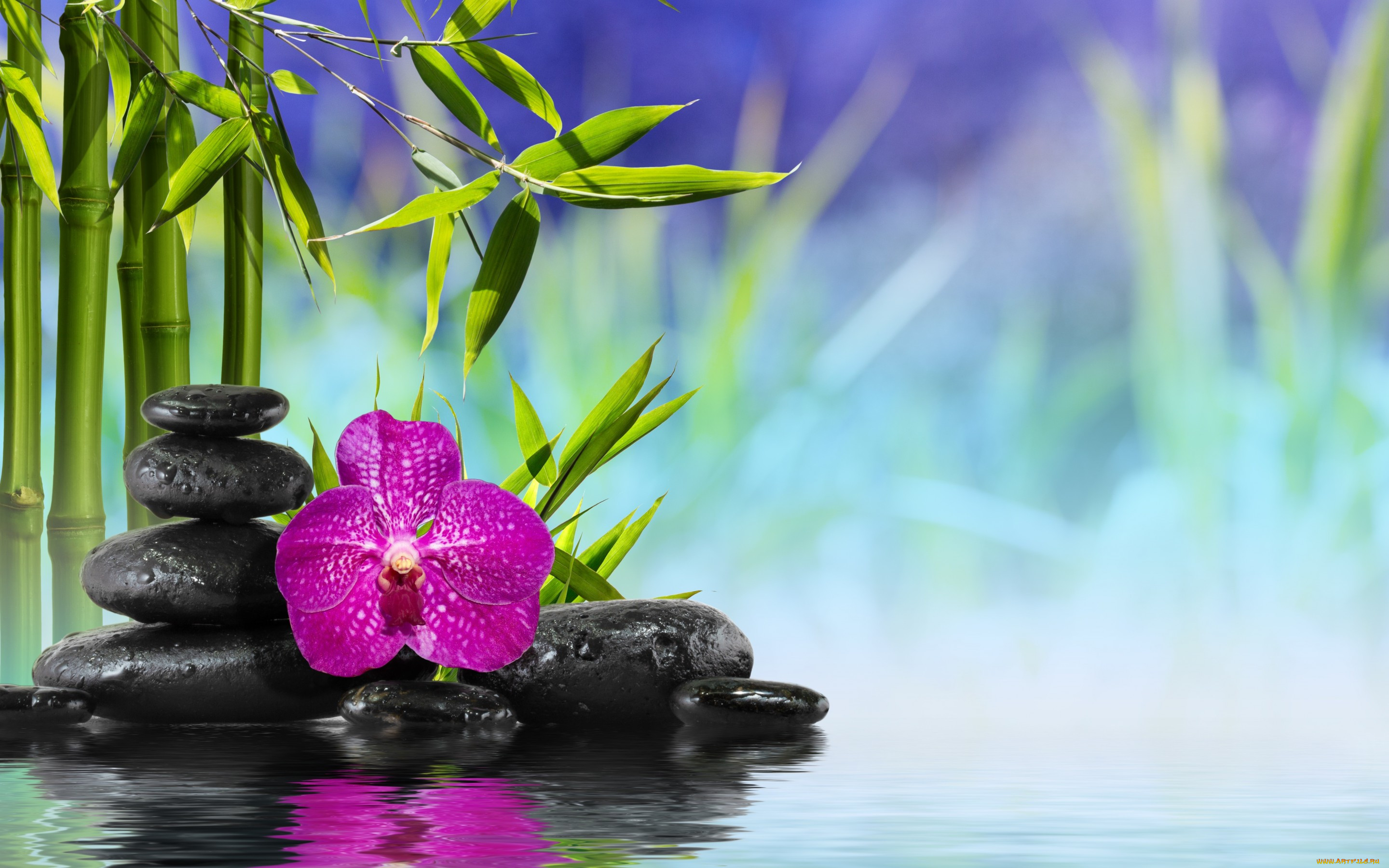 , ,  ,    spa-, spa, zen, stones, bamboo, flower, orchid, water, reflection, , , , 